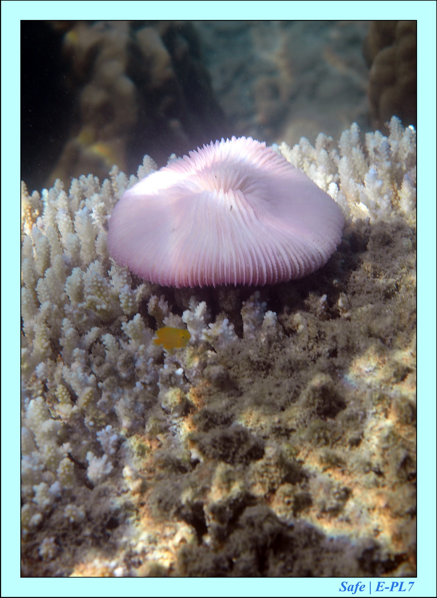 2016 - 07 - Leng Tengah - 094